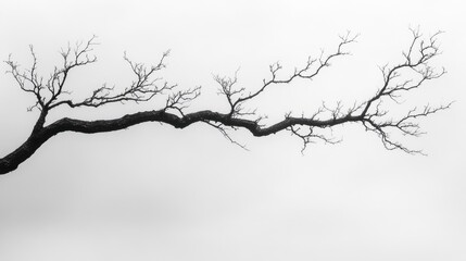 Poster - Silhouette of a barren tree branch with intricate twigs outlined against a minimalistic white background
