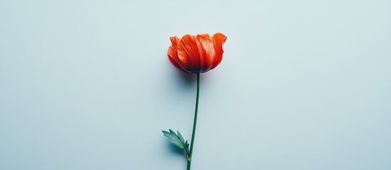 Poster - Vibrant red flower with delicate petals resting against a minimalistic white background for a fresh and elegant visual appeal
