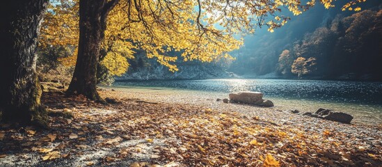Poster - Tranquil Autumn Morning by the Lake with Golden Foliage and Serene Waterscape in Soft Natural Light