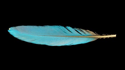 Poster - Vibrant peacock feather isolated on black background showcasing intricate details and rich colors for elegant design projects