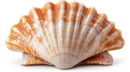 Poster - Scallop sea shell isolated on a clean white background showcasing intricate textures and vibrant orange hues for nature-themed designs.