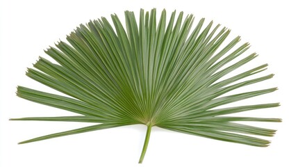 Poster - Vibrant palm leaf isolated on a white background showcasing intricate details and textures for tropical or botanical themed design projects