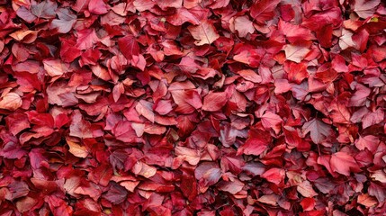 Poster - Vibrant red autumn leaves creating a rich textured background symbolizing the beauty of fall foliage in nature.