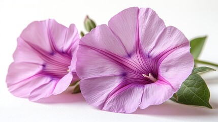 Poster - Pink morning glory flowers in bloom with vibrant purple hues against a clean white background showcasing their delicate details and design elements
