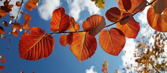 Poster - Vibrant autumn leaves against a clear blue sky showcasing nature's beauty and seasonal change in a peaceful landscape.