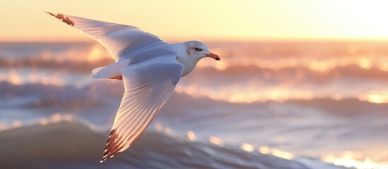 Poster - seagull soaring against vibrant sunset over ocean waves with warm light reflections
