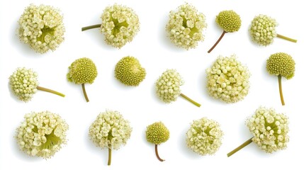 Poster - Fresh Allium tuberosum flowers arranged on a white background showcasing their delicate texture and natural beauty