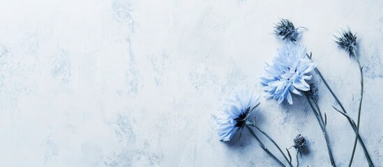 Poster - Soft blue cornflowers elegantly arranged on a textured pale background for a calming and serene visual effect.