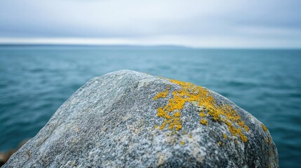 Poster - Close up of weathered stone covered in vibrant yellow lichen against a serene ocean backdrop with cloudy skies