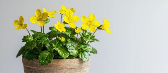 Wall Mural - Spring flowers in a decorative pot with yellow blooms on a white background featuring selective focus and ample space for text or banners.