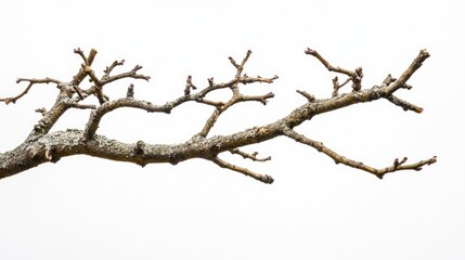 Poster - Dried and weathered tree branch isolated on a white background showcasing natural textures and shapes for artistic and design uses