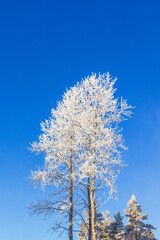 Wall Mural - Frosty deciduous tree canopy at a sunny blue sky