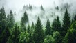 © Cyber Shutter - Aerial view of serene taiga forest enveloped in mist showcasing dense greenery and tall coniferous trees in a tranquil landscape