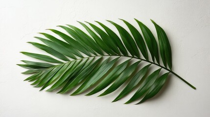 Poster - Coconut palm leaf isolated on white background showcasing vibrant green foliage and detailed texture for design and decoration purposes
