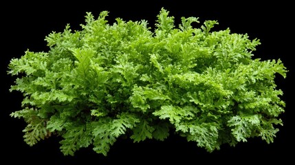 Poster - Lush green fern foliage of a tropical plant isolated on a black background with perfect clipping path for versatile design applications