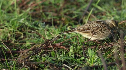 Poster - A Skylark, Alauda arvensis, feeding on the ground in a meadow.