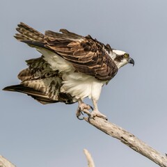 Wall Mural - Osprey perched on a branch against a clear sky, showcasing its detailed feathers and sharp talons.