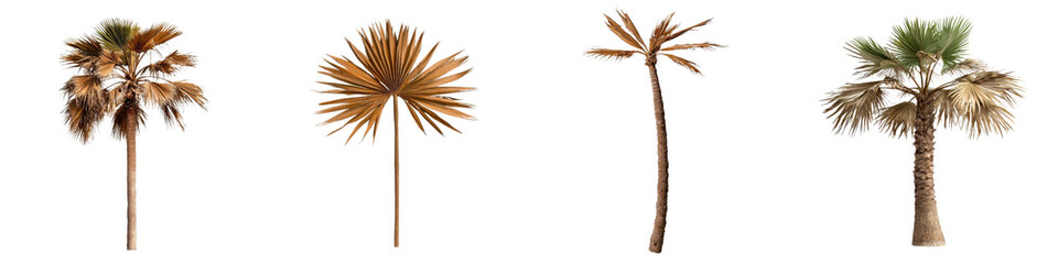 diverse palm trees with varying leaf structures and colors, showcasing their unique forms in desert 