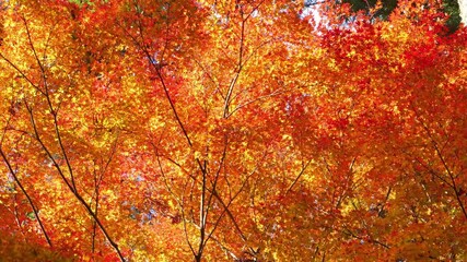 Wall Mural - Beautiful red maple leaves, Japanese autumn scenery