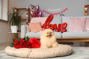 Wall Mural - Cute Pomeranian dog with bouquet of red roses and heart-shaped gift box in living room. Valentine's Day celebration