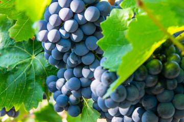 Large bunche of red wine grapes in summer vineyard.