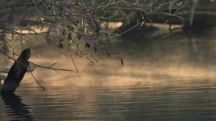 Wall Mural - fog rising on the lake, fog in the sun's rays, morning sun and fog, natural spectacle on the river, sunrise in the misty morning, sunshine on the river 