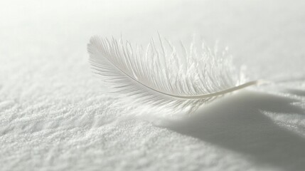 Poster - a single white feather gently resting on a pristine white surface, capturing the delicate textures a