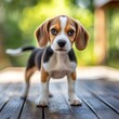 © Going Place - Cute beagle puppy standing on a wooden deck, looking at the camera with a playful smile and wagging tail