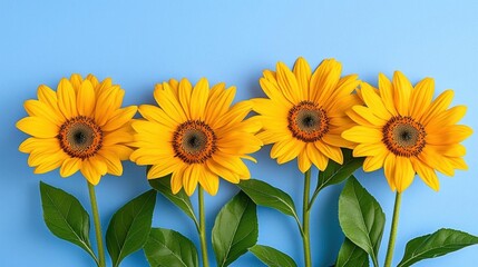 Wall Mural - A photostock of a cheerful sunflower in full bloom with bright yellow petals, isolated on a clean white background, sunny and vibrant. High Quality