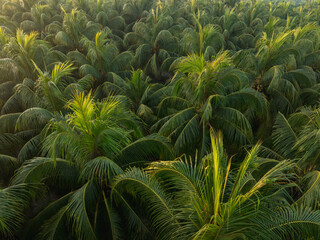 Canvas Print - Aerial view of coconut trees with fruits in the sunrise