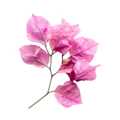 Poster - Close-up of a delicate pink bougainvillea branch isolated on a transparent background, highlighting the vibrant color and intricate veins of the bracts