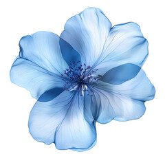 Poster - X-ray effect of a beautiful light blue flower with visible veins isolated on transparent background