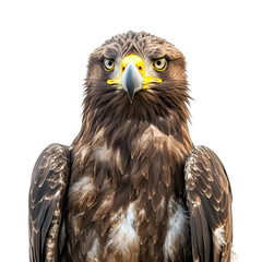 Poster - Powerful eagle with piercing eyes and sharp beak, exuding strength and freedom, isolated on transparent background