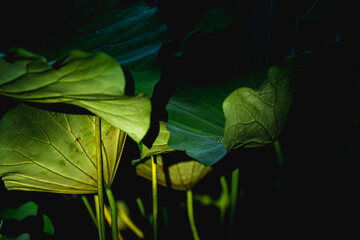 Closeup photo of green lotus leaf under sunshine in summer