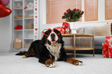 Wall Mural - Bernese Mountain dog with heart-shaped eyeglasses lying at home on Valentine's Day