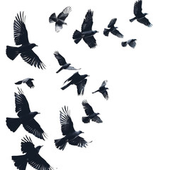  Black Birds in Flight