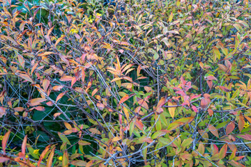 紅葉したユキヤナギの葉、Thunberg's meadowsweet grass