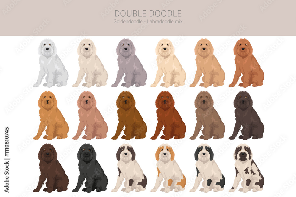 Double Doodle clipart. Labradoodle - Goldendoodle mix. Different coat ...