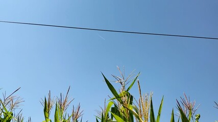 Wall Mural - Selective focus. Corn field and blue sky. 
