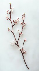 Poster - Delicate cherry blossom branches against soft pastel background nature photography spring aesthetic
