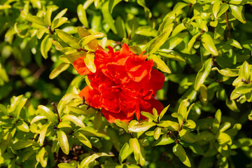 Wall Mural - A pomegranate is flowering. A large orange flower on a pomegranate tree in the garden, macro.