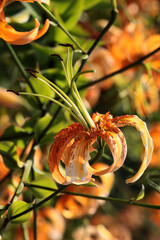 Wall Mural - PRETTY ORANGE FLOWERS OF  Lilium henryi-Baker in a garden 