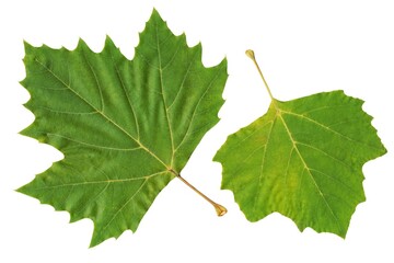 Wall Mural - Platanus Acerifolius at autumn