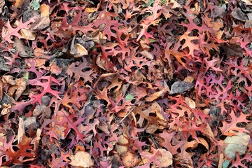 Wall Mural - Quercus Palustris fallen leaves in park at autumn