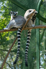 two ring-tailed lemurs are perched on a branch inside a green mesh enclosure; one is grooming itself