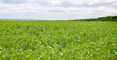 Wall Mural - Green field with flowering peas and sky. Wide photo.