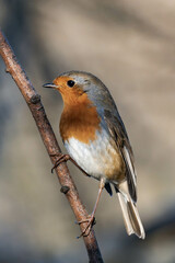 European robin (Erithacus rubecula), known simply as the robin or robin redbreast