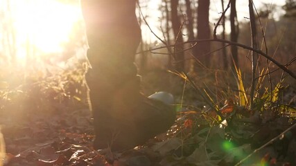 Wall Mural - A man walks through the forest on a sunny day.