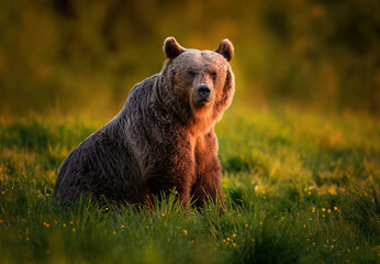 Wall Mural - Wild brown bear ( Ursus arctos )
