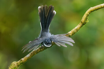 Wall Mural - white-throated fantail rhipidura albicollis small passerine bird found in forest, scrub and cultivat